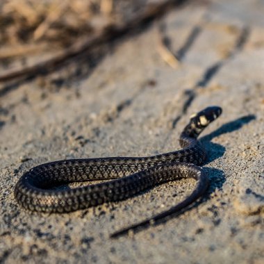 Yılanın seçici odak noktası.