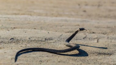Siyah kuyruklu Viper (amvipera vites), İspanya 'daki Ammerpera Ulusal Parkı' nın çölünde bir kum tepesinde.