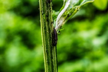 Örümceğe yaklaş.