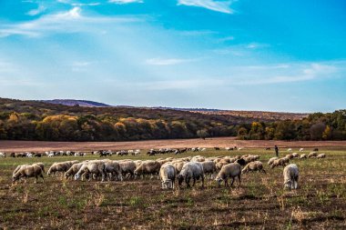 Otlakta bir koyun sürüsü