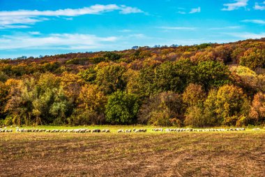 Dağlarda koyun sürüsü olan güzel bir manzara.