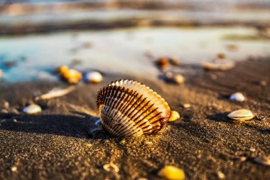 Sahilde deniz kabuğu. Kapat..