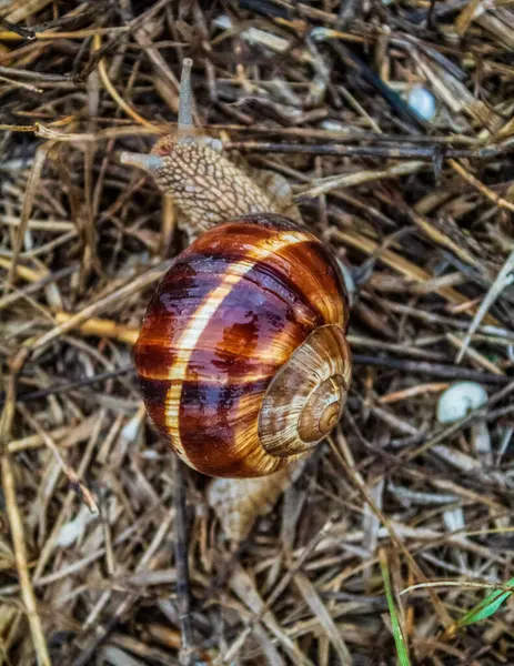 Hayvanlar, Hayvanlar, Doğa, Üra, Doğu Avrupa, Romanya