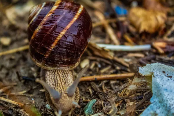 Hayvanlar, Hayvanlar, Doğa, Üra, Doğu Avrupa, Romanya