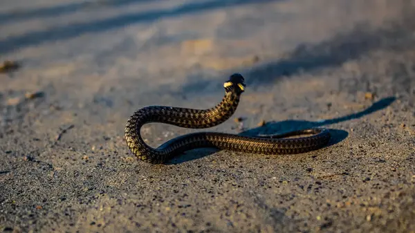Yerdeki bir yılanın yakın plan fotoğrafı.
