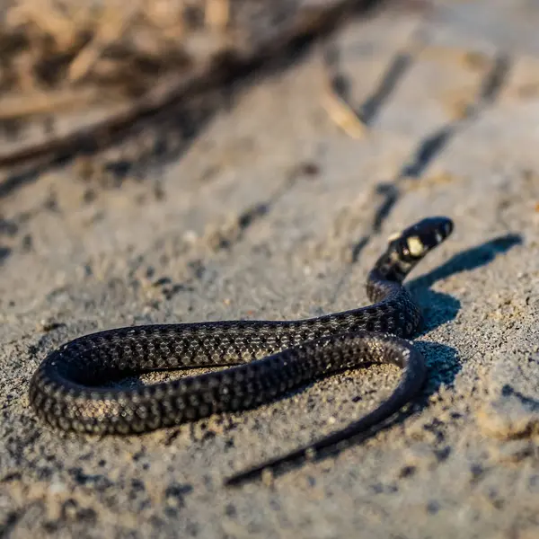 Yılanın seçici odak noktası.