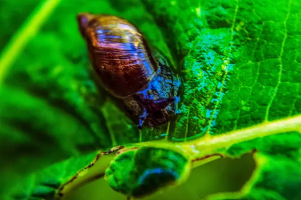 Hayvanlar, Hayvanlar, Doğa, Üra, Doğu Avrupa, Romanya