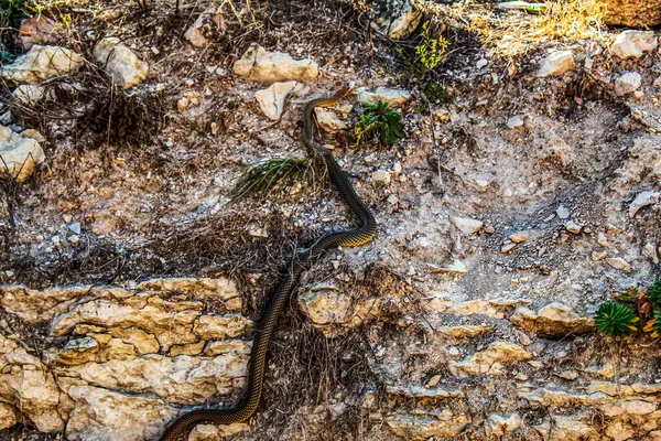 Yılan vahşi doğada