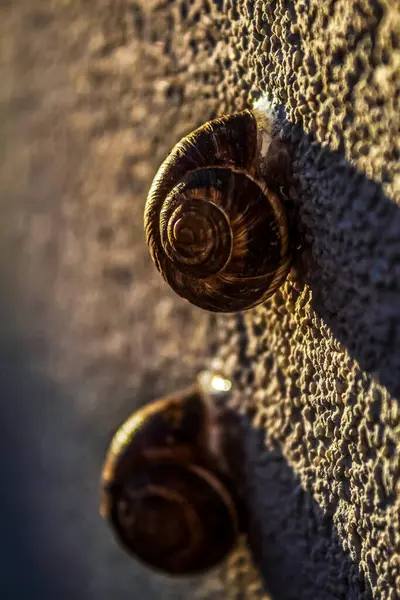 Hayvanlar, Hayvanlar, Doğa, Üra, Doğu Avrupa, Romanya