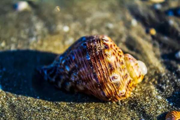 Deniz kıyısında bir deniz kabuğunun yakın çekimi.