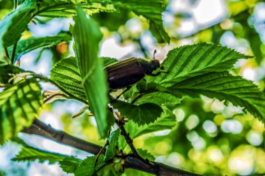 Güneş ışığında kestane yaprağı
