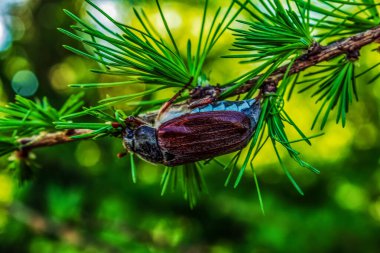 Ormandaki bir dalda çam kozalakları
