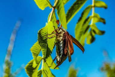 Ağaçtaki bir kelebeğe yaklaş