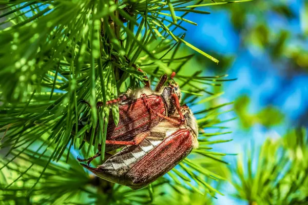 Büyük kırmızı bir böcek çam kozalağında oturuyor.