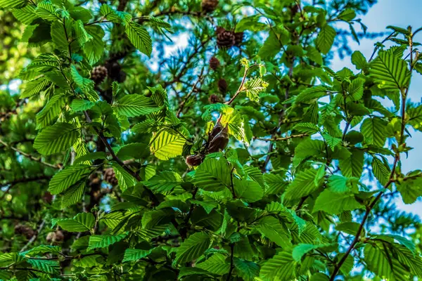 Ormanda yeşil yapraklar
