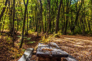 Sonbahar parkının güzel manzarası