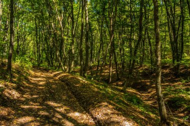 Ağaçları ile orman yolu