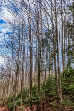 Ormanın güzel manzarası