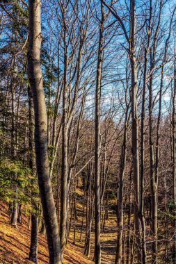 Doğanın güzel manzarası