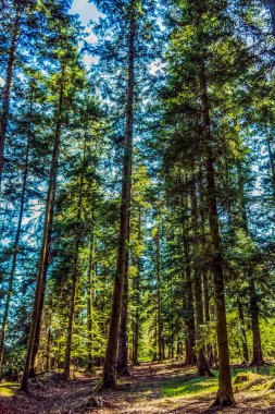 Sabah güzel bir orman