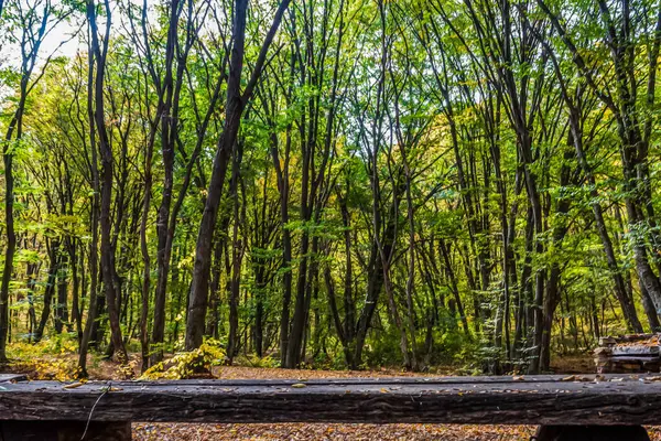 Sonbaharda güzel bir orman