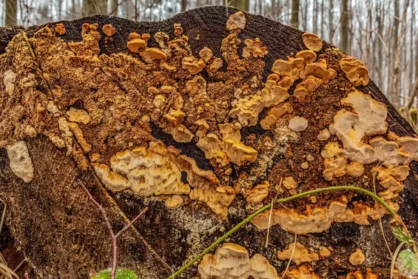 Ormanda mantarlı yaşlı bir ağaç