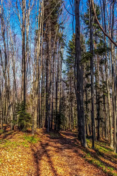 Ağaçlar ve yapraklarla dolu güzel bir sonbahar ormanı