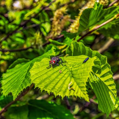 Yeşil bir yaprağın üzerinde oturan kırmızı bir yusufçuğun yakın çekimi.