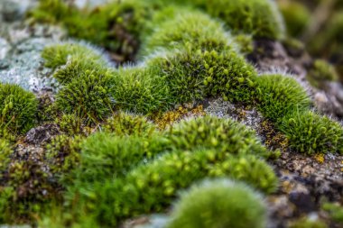 Ormanda yosun kaplı yosun.