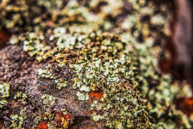 Ağaç kabuğu dokusu, görüntüyü kapat