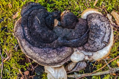 Ormanda yabani mantar