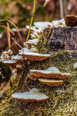 Ormandaki bir kütükte büyüyen mantar.