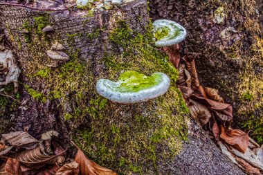 Ormandaki ağaç gövdesinde yeşil yosun