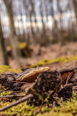 Bir ağaç gövdesinin yakın plan çekimi.