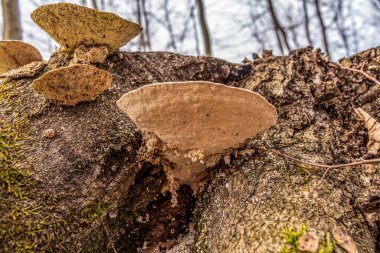 Bir ağaç gövdesinin yakın çekimi.
