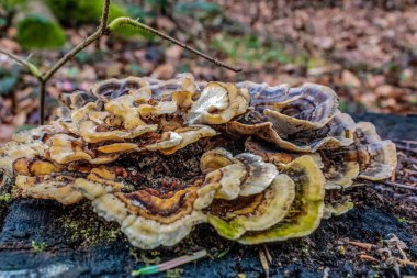 Beyaz mantarlı bir ağaç gövdesine yaklaş