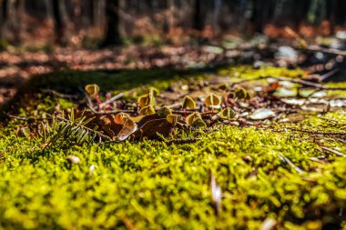 Güzel bir sonbahar arkaplanı ve yerde yosunlar var.