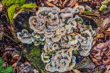 Beyaz yosunlu bir ağaç gövdesinin yakın plan fotoğrafı.