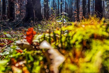 Ormanda güzel sonbahar yaprakları