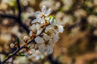 Bahçede bahar çiçekleri