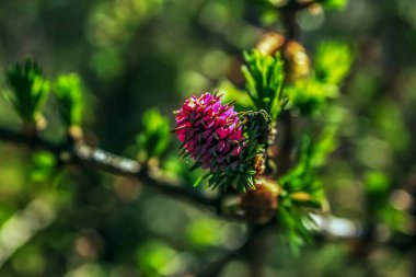 Bahçede güzel çiçekler yakın