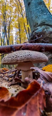 Ormanda sonbahar yaprakları, bitki örtüsü