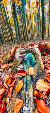 Renkli yaprakları olan güzel bir sonbahar ormanı