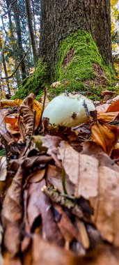 Ağaçlar ve yapraklarla dolu güzel sonbahar manzarası