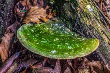 Ormandaki yeşil mantarın yakın görüntüsü