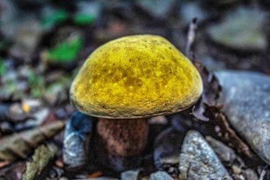 Ormandaki bir mantarın yakın plan çekimi.