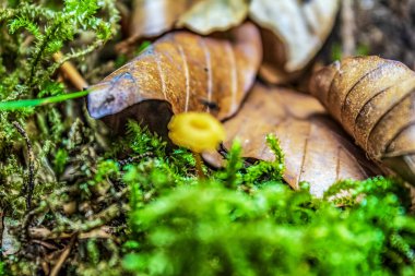 Ormanda sarı mantarlar, makro fotoğraf..
