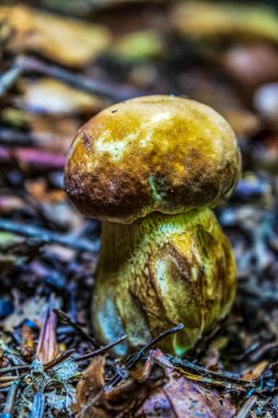 Sonbahar ormanında mantara yakın..