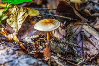 Yerlerde mantar yetişiyor.