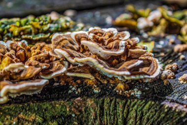 Bir ağaç kabuğuna yakın.